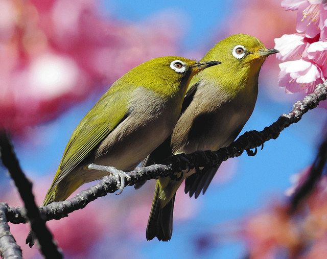 メジロ、桜の蜜に誘われて 伊豆市土肥の万福寺：中日新聞しずおかWeb