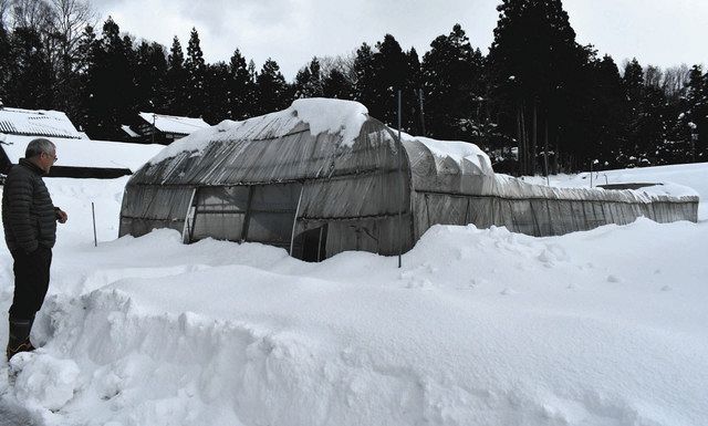 石川 奥能登 ハウス116棟倒壊 急なドカ雪 対策後手 北陸中日新聞web