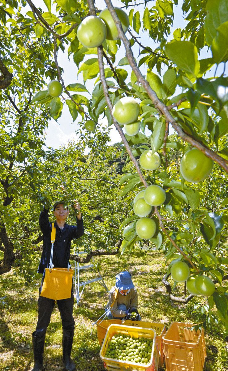 福井梅 ゴロゴロ 若狭町で収穫 ：中日新聞Web