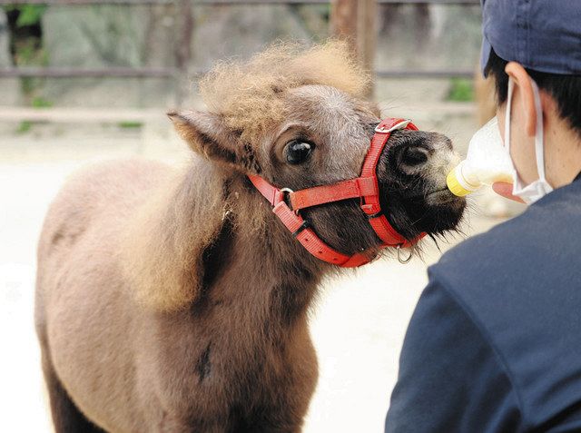 ｚｏｏっとみかわ 岡崎市東公園動物園 ミニチュアホース 中日新聞web