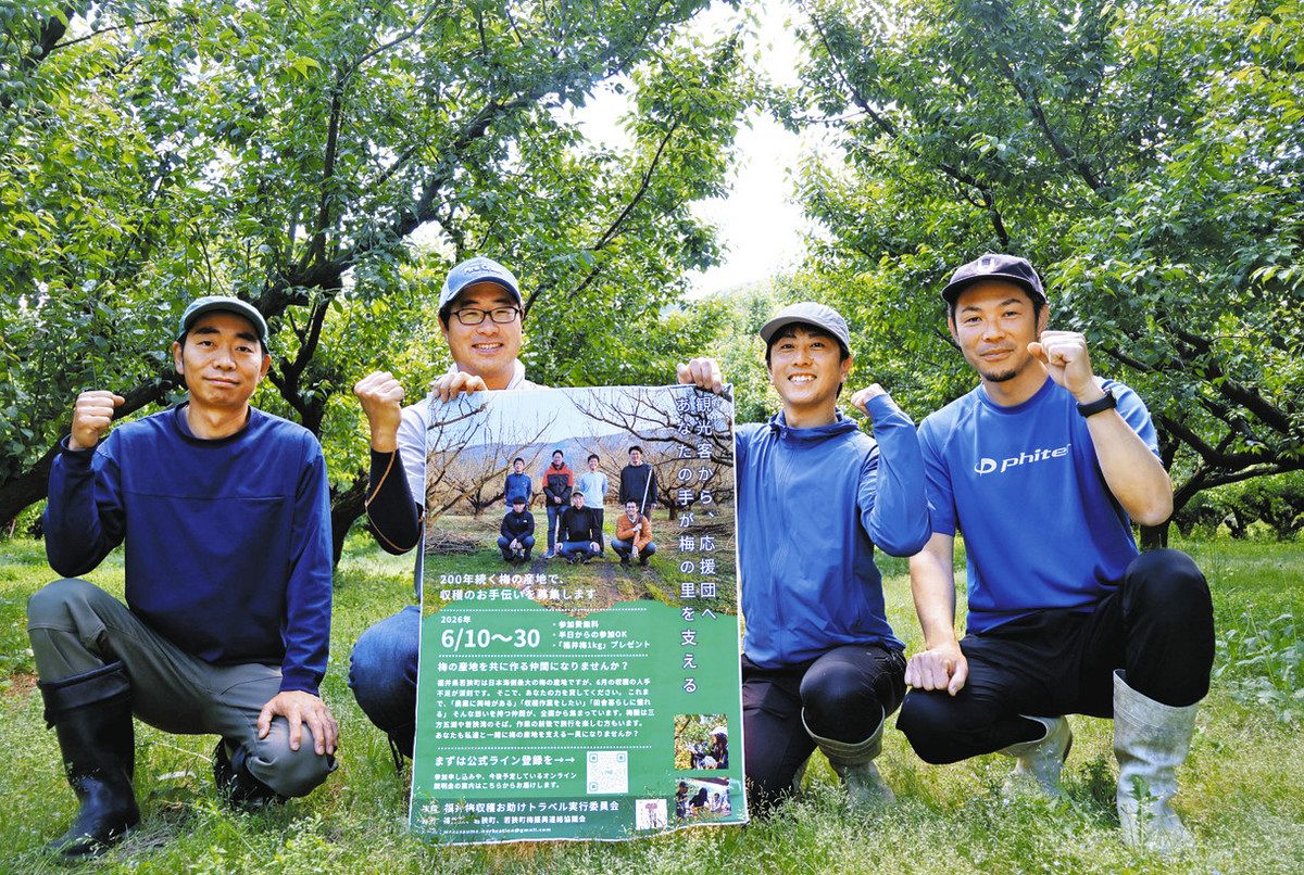 ウメ収穫してみませんか？ 若狭町の農家が募集、19日オンライン説明会