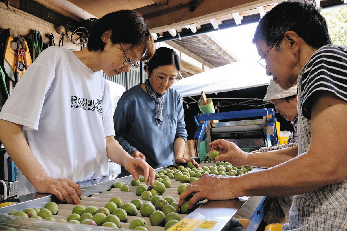 ウメ収穫してみませんか？ 若狭町の農家が募集、19日オンライン説明会