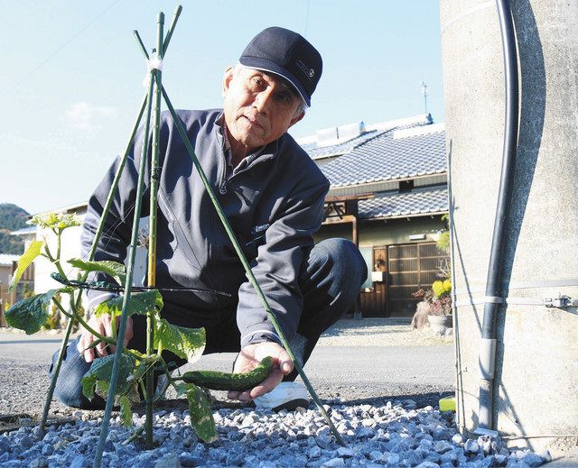 砂利からすくすくキュウリ 東近江の駐車場 カラスのふんに種 中日新聞web