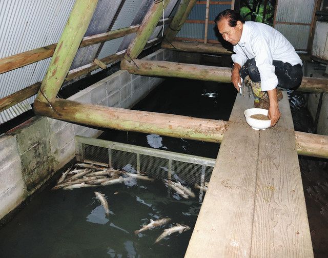 イワナ ５万 ６万匹被害 大雨 石川の養殖施設打撃 北陸中日新聞web