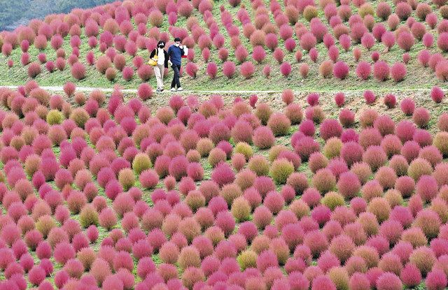 山肌染める真っ赤なコキア 高島 箱館山スキー場 中日新聞web 山肌染める真っ赤なコキア 高島 箱館山スキー場 中日新聞web