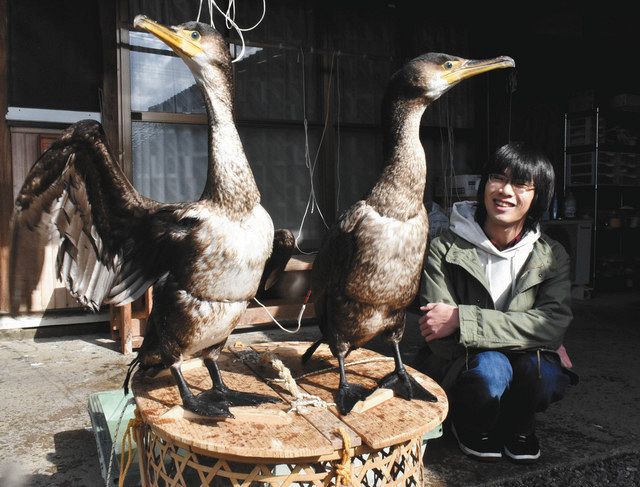 野生の鵜 挑戦的な目 関の写真家が茨城の捕獲場で撮影 中日新聞web