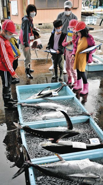 競り落とされたキハダマグロを観察する児童ら＝尾鷲市の尾鷲魚市場で 