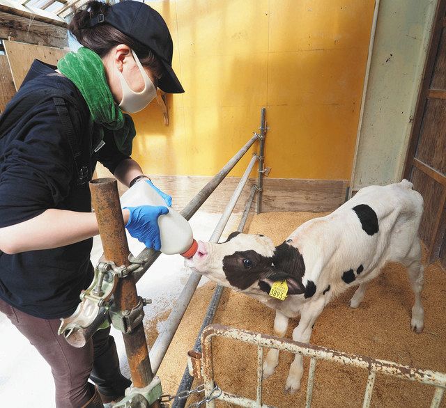 名付け子のクロトロにミルクを与える中村多恵さん＝黒部市くろべ牧場まきばの風で 