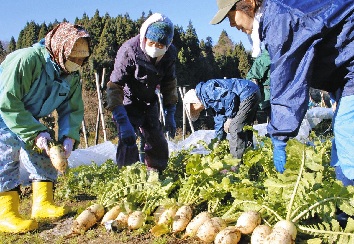 能登と金沢 心一つに 避難者ら畑作 収穫納め 今年は27種類栽培 会話も弾む:北陸中日新聞Web