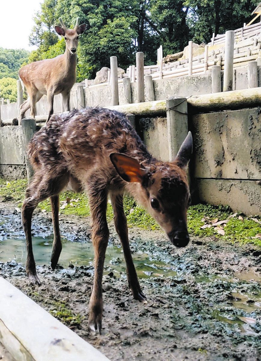 ニホンジカの赤ちゃん「クララ」 岡崎市の東公園動物園に会いに来て