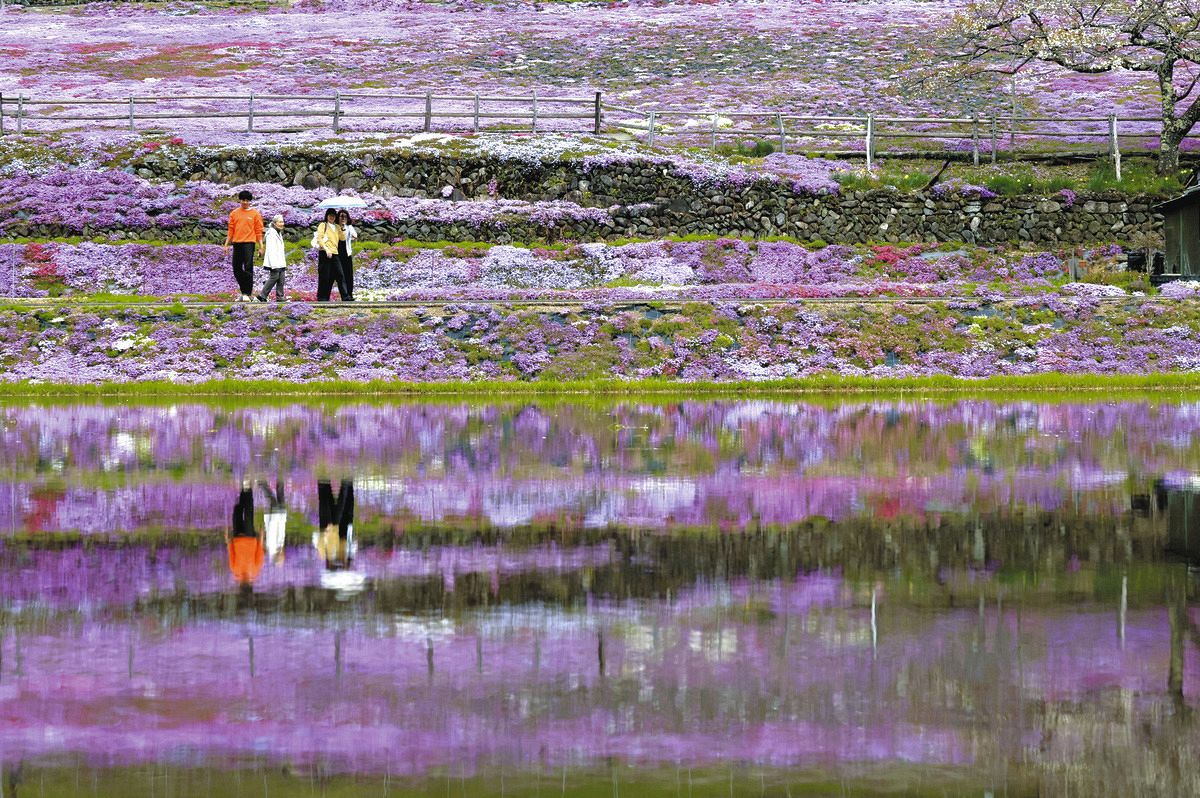水面に映えるじゅうたん 岐阜県郡上市で「国田家の芝桜」見頃：中日新聞Web