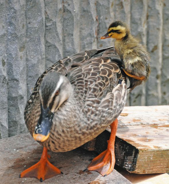 カルガモ 今年もようこそ アル プラザに親子 北陸中日新聞web