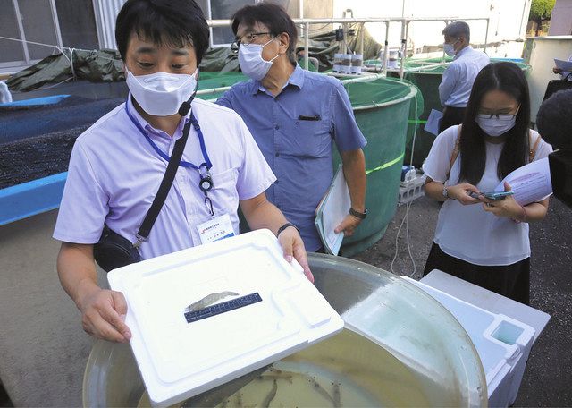 バナメイエビの陸上養殖に成功 商議所の おわせｓｅａモデル 第３弾 中日新聞web