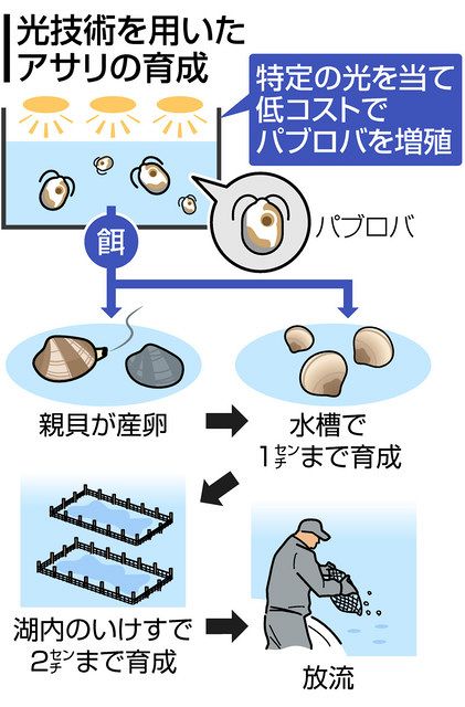 湖(うみ)は、いま 第5部栽培漁業の未来「アサリ」:中日新聞しずおかWeb