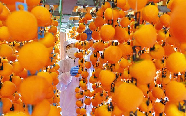 深まりゆく秋、柿のれん 市田柿の生産ピーク：中日新聞Web