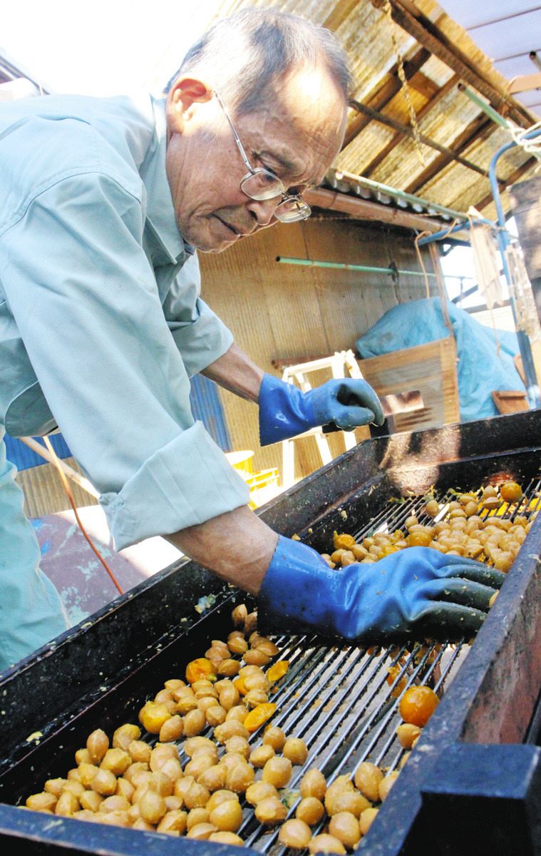 猛暑乗り越え大粒、もっちり食感 岐阜・羽島のギンナンが出荷最盛期