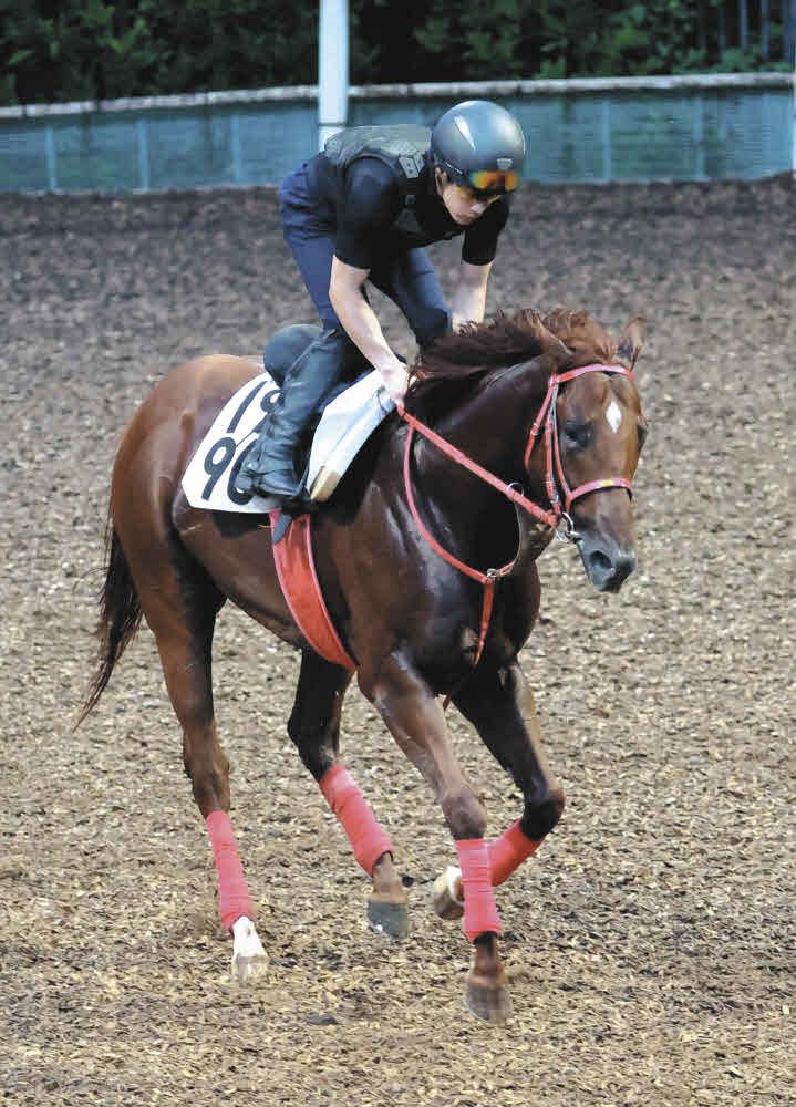 大外16番に入ったマニバドラ