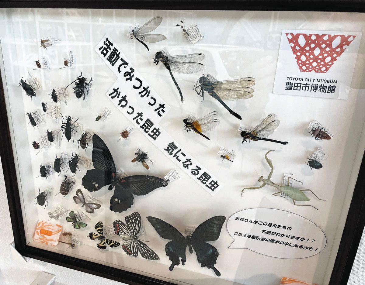 豊田市博物館収蔵品ストーリー＞1000種類の昆虫コレクション 環境変化