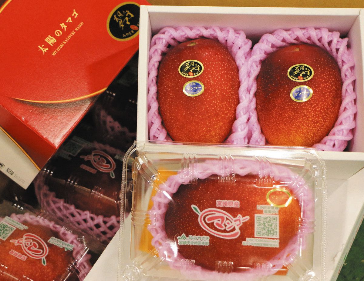 ぐるっと市場＞宮崎産マンゴーがギフトに最適 高知産のカツオに値頃感