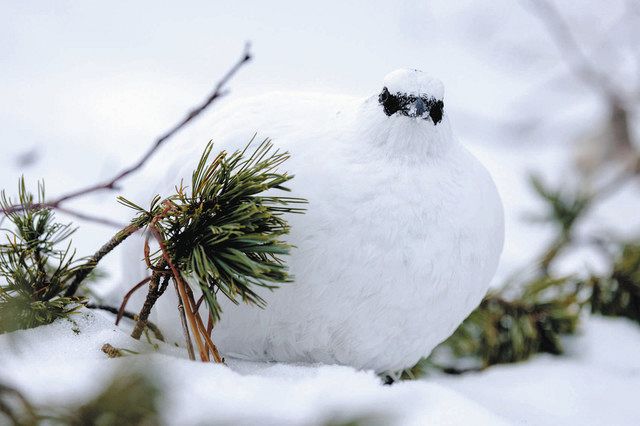 ニホンライチョウ、真っ白な冬の装い 愛知の写真家・大島さん、中アで