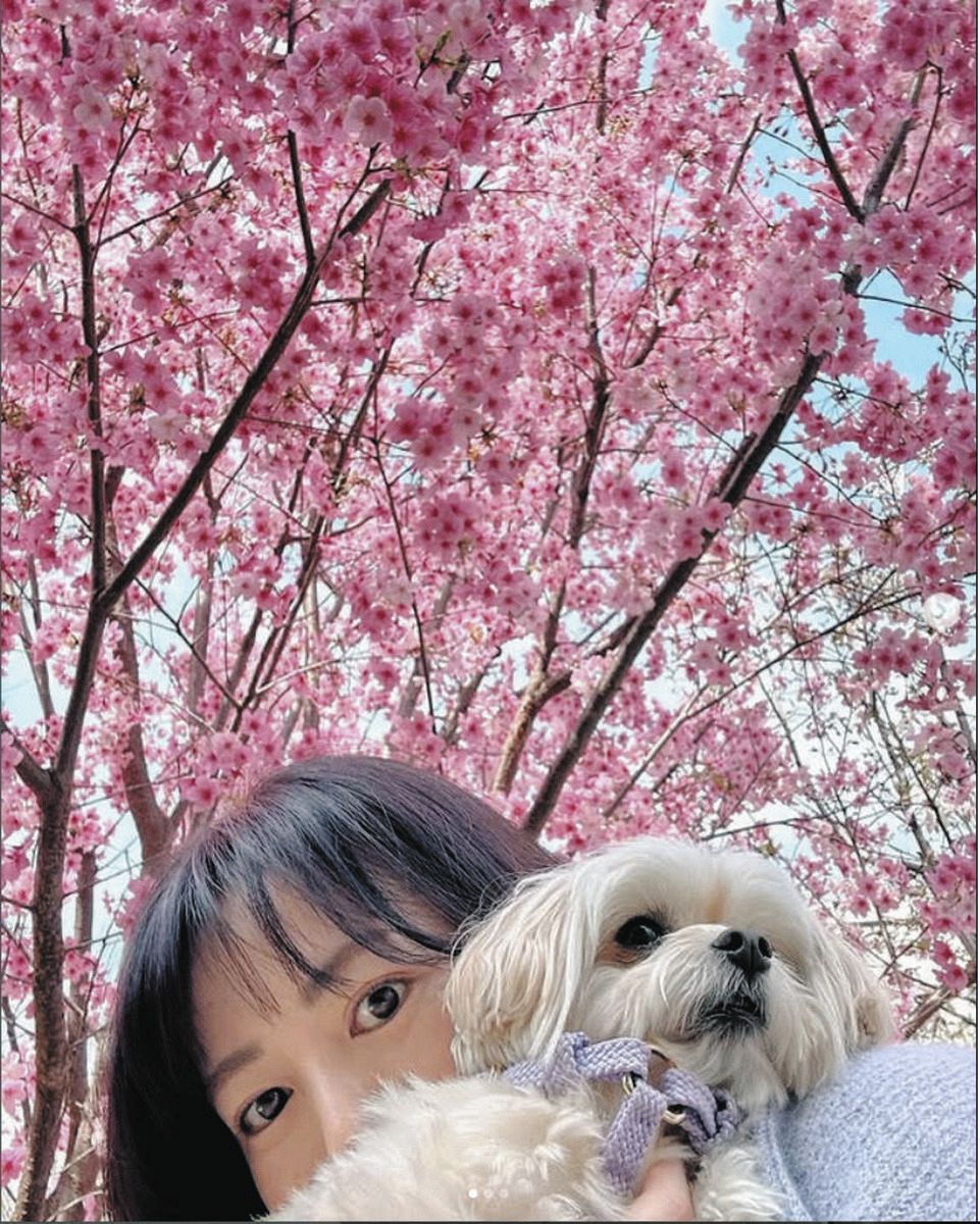 ◇磯山さやか、愛犬と満開の桜【写真】：中日スポーツ・東京中日スポーツ