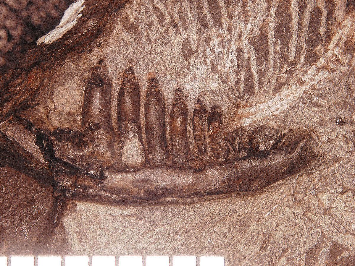 トカゲ　恐竜　化石　？ 国内最古級のトカゲ類化石 県立大や恐竜博など発見 徳島で、新種か