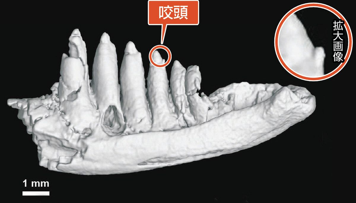 国内最古級のトカゲ類化石 県立大や恐竜博など発見 徳島で、新種か