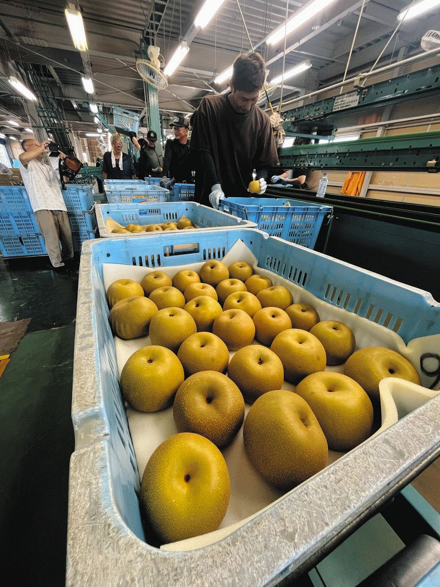 石川県産 加賀の梨 奥谷の愛甘水梨　5ｋｇ（10~16玉） フレッシュな甘さ「愛甘水」 加賀産ナシ出荷：北陸中日新聞Web