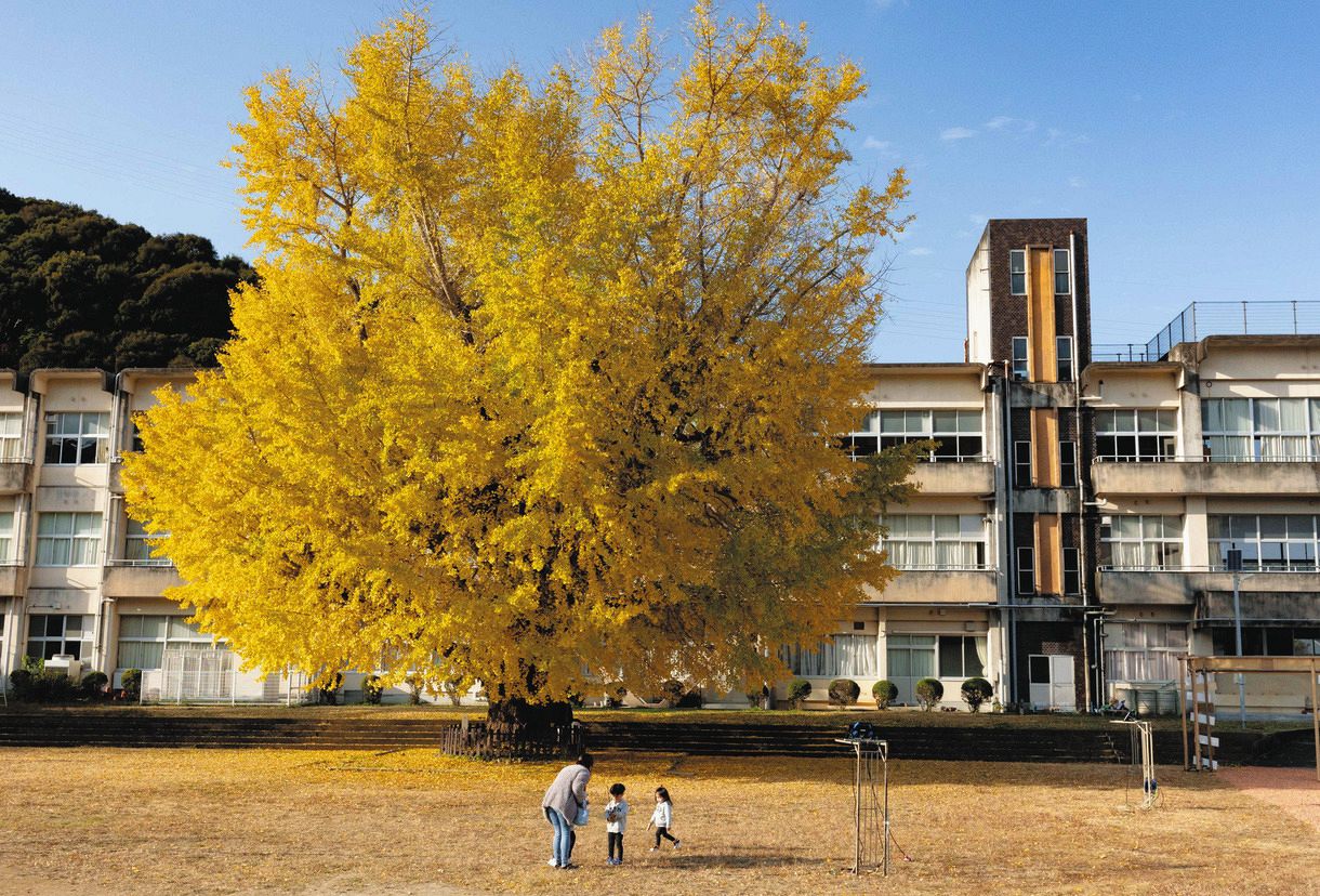 樹齢400年の大イチョウ、黄金の輝き 三重・南伊勢町の旧穂原小学校：中
