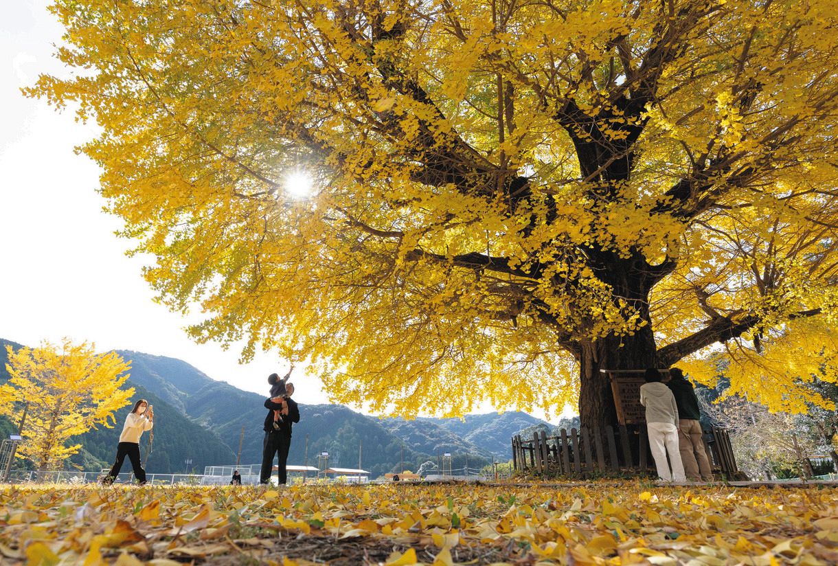 樹齢400年の大イチョウ、黄金の輝き 三重・南伊勢町の旧穂原小学校：中