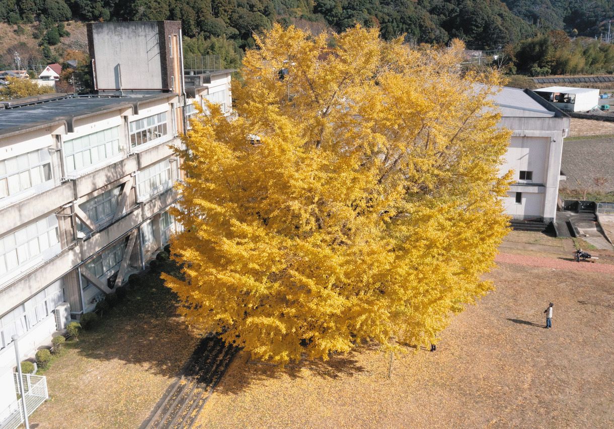 樹齢400年の大イチョウ、黄金の輝き 三重・南伊勢町の旧穂原小学校：中