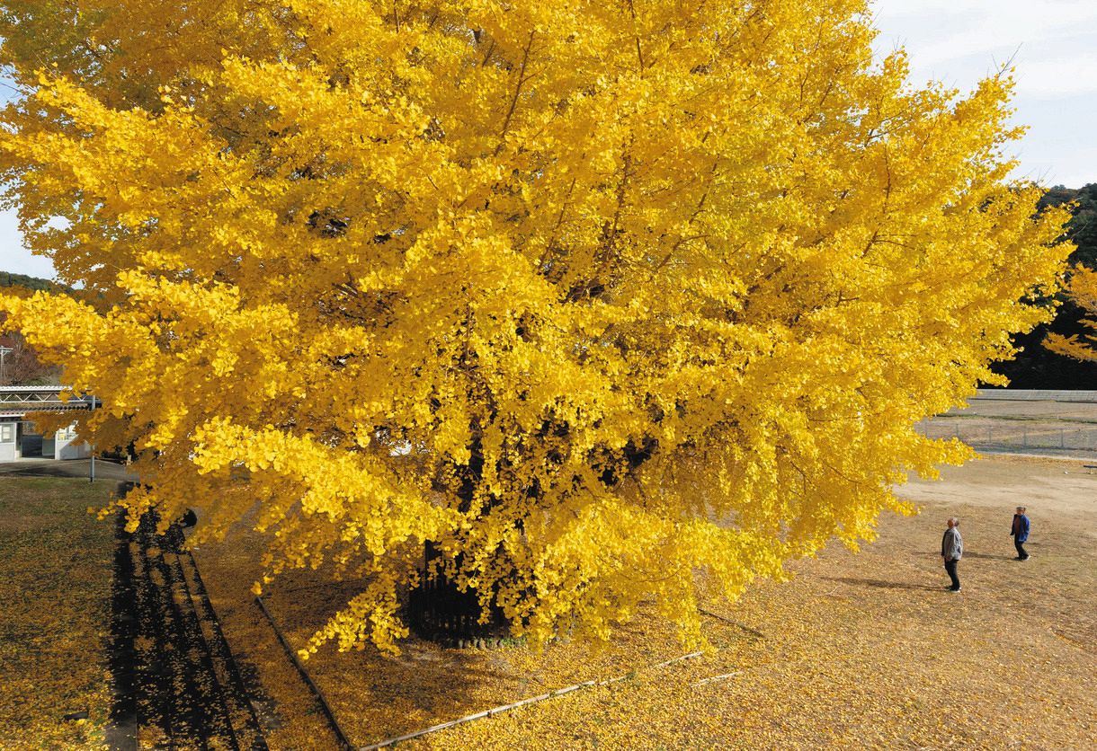 樹齢400年の大イチョウ、黄金の輝き 三重・南伊勢町の旧穂原小学校：中