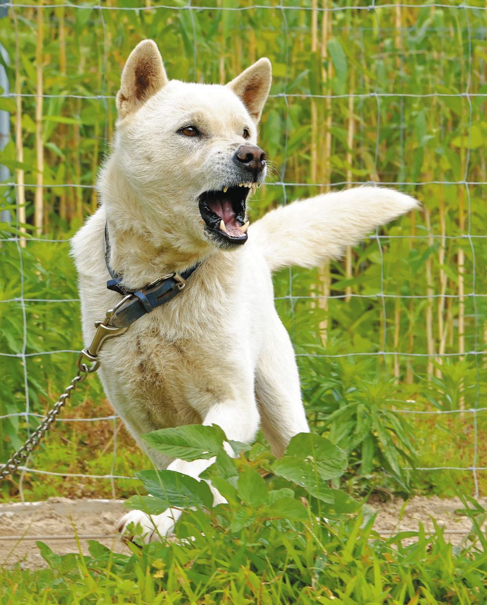動画】紀州犬、発祥の地で残り2頭に 三重県御浜町、長年飼育の愛犬家
