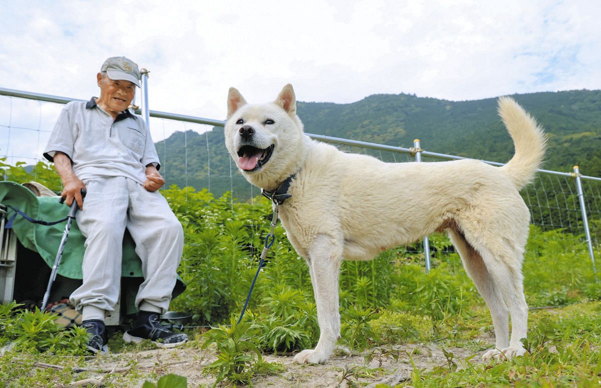 動画】紀州犬、発祥の地で残り2頭に 三重県御浜町、長年飼育の愛犬家