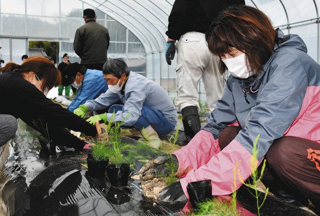 アスパラガスを伊賀の特産に ｊａの研修会に１１人参加 中日新聞web