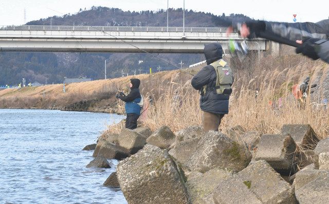 幻のサクラマス狙う 福井 九頭竜川一部で漁解禁 日刊県民福井web