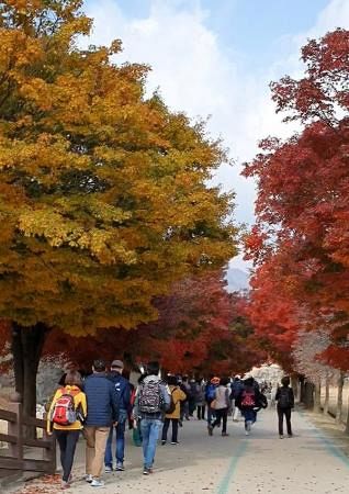 不倫を疑われる韓国の山登り 中日新聞web