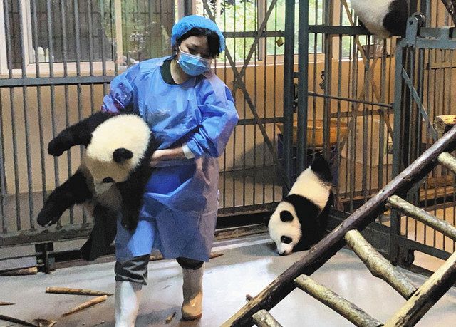 上野から再びパンダの故郷へ 研究基地唯一の外国人飼育員 阿部さん 中日新聞web