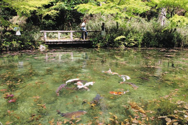 「モネの池」に恥じない遊歩道に 住民ら力合わせバリアフリー整備:中日新聞Web