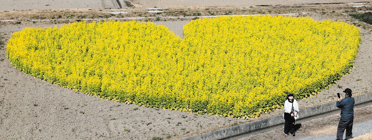 幸せ呼ぶハート形 津市内の休耕田で菜の花畑が見頃：中日新聞Web