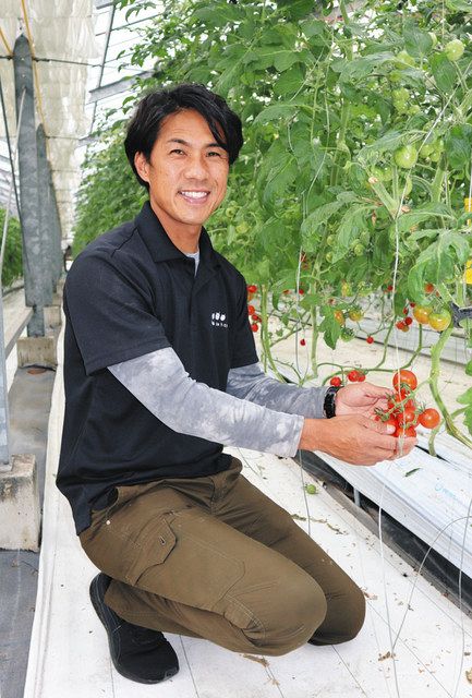 きらっとカンパニー＞ 碧南「長田農園」 トマト農家：中日新聞Web