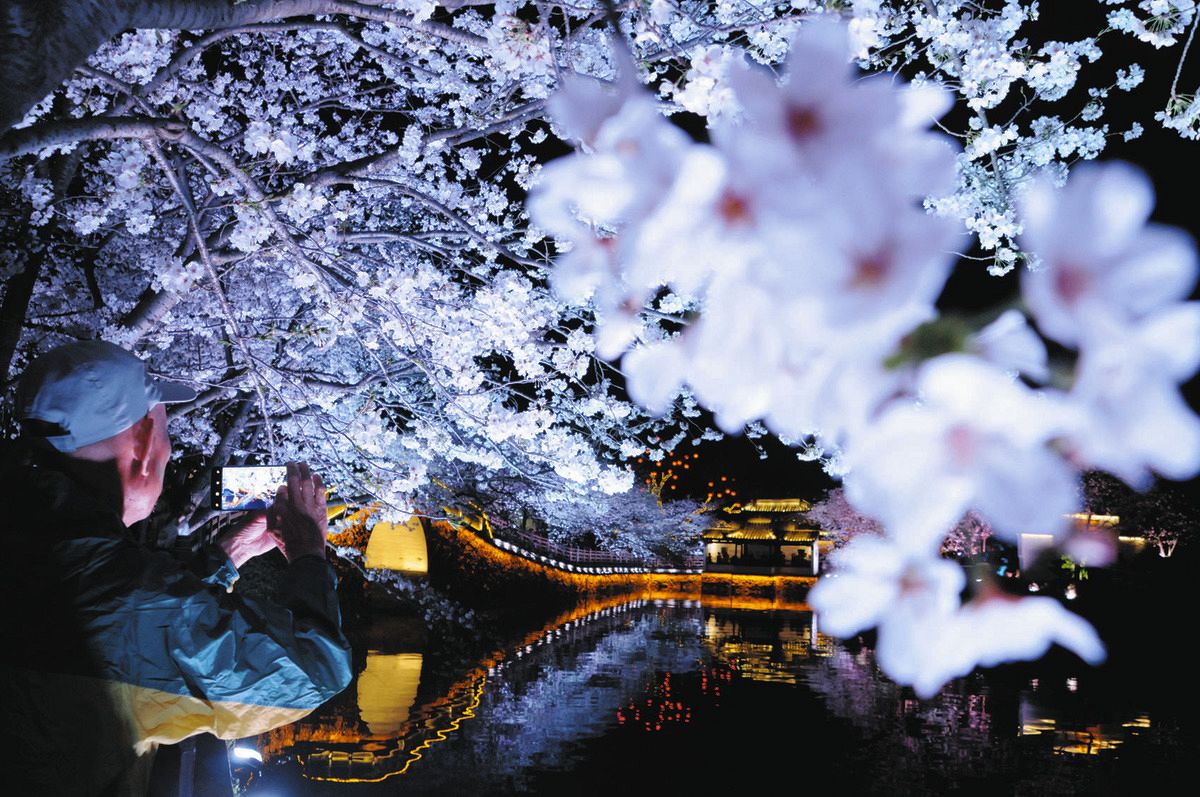 かつて従軍…日中友好願う桜、無錫で満開 三重県鈴鹿市の男性の遺志