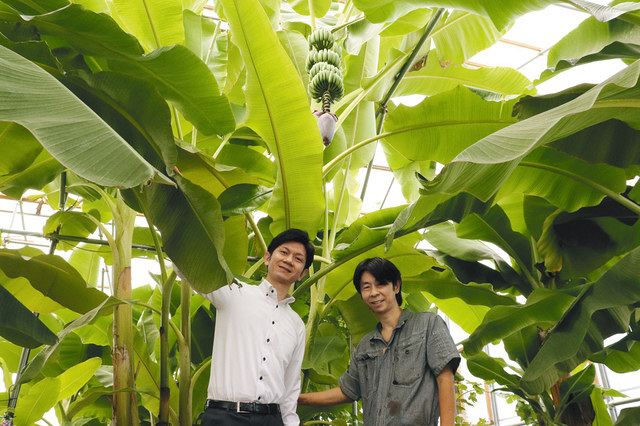 葉が生い茂る農園でバナナ栽培の魅力を紹介する山北照良さん(右)と圭二さん=大垣市墨俣町で