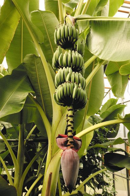 花が咲き終わり、熟す前の緑色のバナナ=大垣市墨俣町で