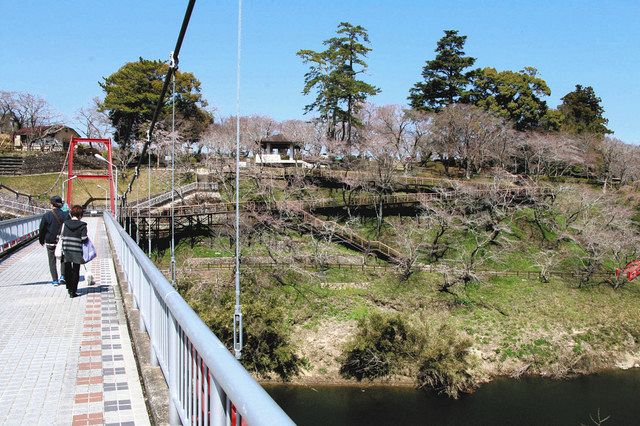 新城の桜淵公園 再整備完了 ３年ぶりにさくらまつり開催 ４月７日まで 中日新聞web