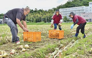 タマネギを食卓に ２７ ２８日収穫体験祭 日刊県民福井web