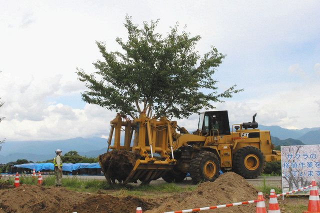 千曲川堤防、並木の桜を仮移植開始 台風19号被害で強化工事：中日新聞Web