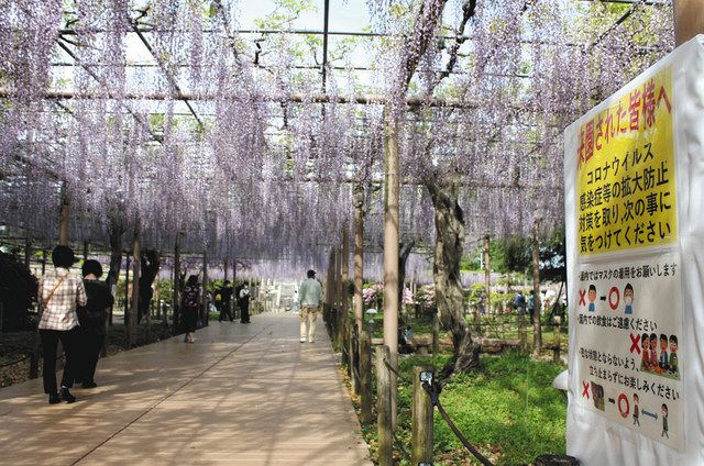 催し中止 藤棚は開放 江南 津島の名所 中日新聞web