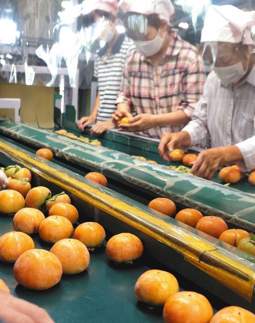 甘みたっぷり西村早生 大野 県産柿の出荷始まる 中日新聞web