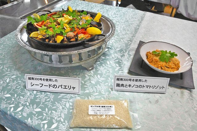 新品種コメ 越南３００号 を開発 リゾットやパエリヤに最適 中日新聞web